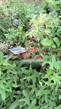 Vego Garden Raised Bed Update For Early September