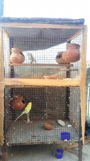 Small Cage Breeding – Sach ya Risk? | Budgies Parrot Breeding Reality 😳🐦 | #shorts