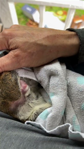 Botfly in the Arm Pit is Never Fun! #botfly #botflyremoval