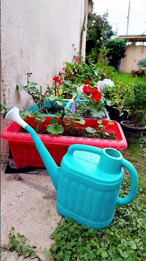 New Blue Watering Can 💧 | Watering Our Geraniums in the Garden