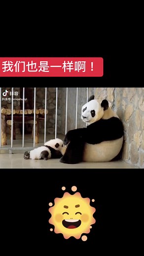 熊猫 Panda - Discover the Fascinating World of Pandas!
