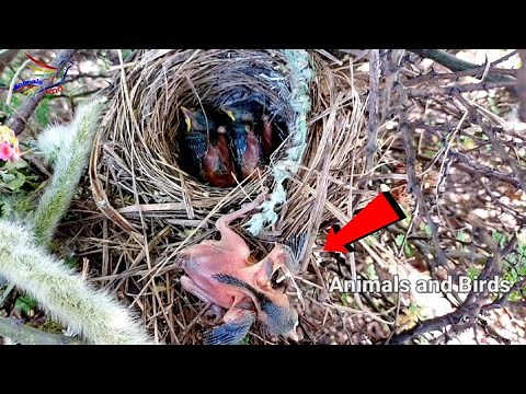 The baby sparrow has come out of the nest || Animals and Birds