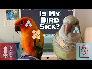 Early signs of sickness in your parrot🐦 (How to tell if your bird is sick)