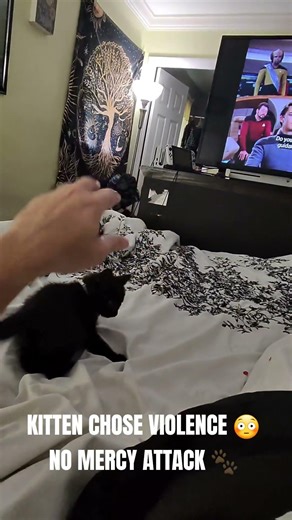 KITTEN CHOSE VIOLENCE 😳 NO MERCY ATTACK 🐾 #kitten #cats #funny #pets #viral