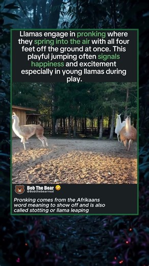The Happy Dance Llamas Do Called Pronking