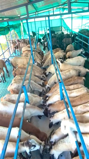 The modern shepherd on Instagram: "30 sheep kids for new sheep farmer #sheep #sheepfarming #themodernshephard #goat #goatfarming"