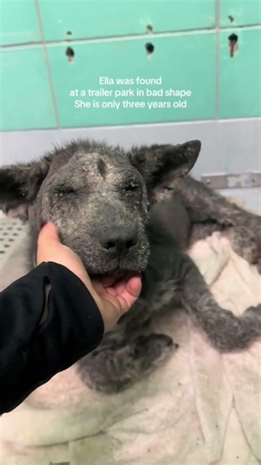 💔 Ella Is Only 3 Years Old and Already on the Euthanasia List | Can We Save Her? 🐾😭