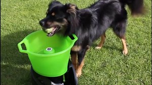 GoDogGo G3 dog ball thrower in action!