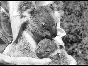 Koala Bears Born and Reared in Sanctuary. Australian Diary 22.
