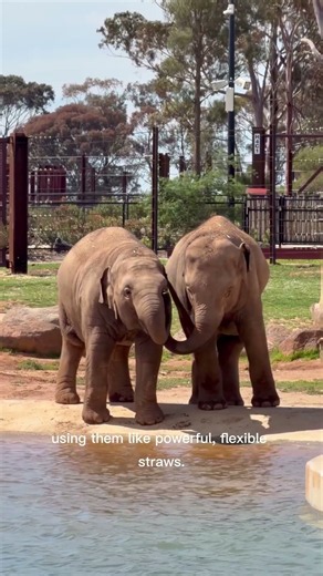 🐘 How Do Elephants Drink Water? 🤯Hashtags #Elephant #AnimalFacts #DidYouKnow #Wildlife #Shorts