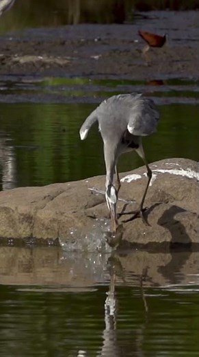 Heron's Epic Fish Hunt!