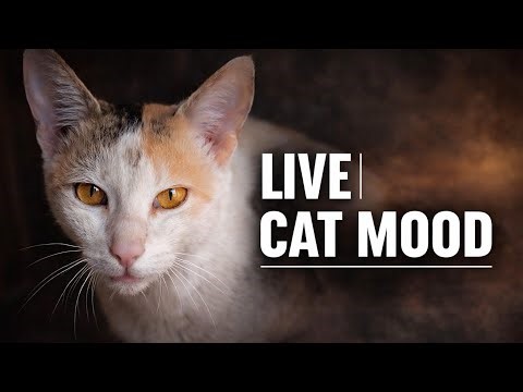 Beautiful ❤️ cat reaction 😍 | #cat#catvideos#funny#comedy#pets #cutecat