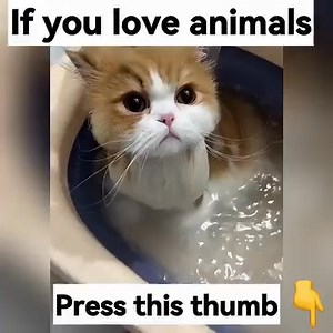 The Cutest Club in The World | Petclub