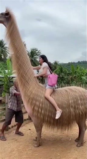 Strange wild boar #HelloWorld