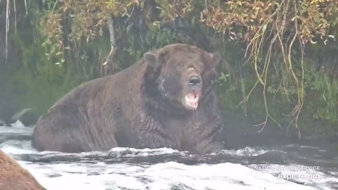 Fat Bear Week: Chunk eats a fish
