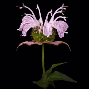 5.5K views · 126 reactions | No area / Bee Balm time lapse. Video Credit: Rick Gray Time-Lapse Photography (YouTube) #beebalm #monarda #flower #flowers #beebalmtimelapse #timelapse #gardening #pinkflowers #flowering #garden #amazingtimelapse #seedneeds | Seed Needs | Facebook