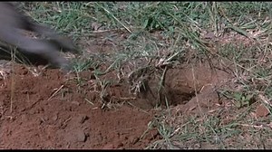 Animals are Beautiful People (1974)