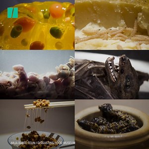 From maggot-infested cheese to sheep eyeball juice, this museum is home to some of the world's most disgusting foods. | HuffPost Weird News