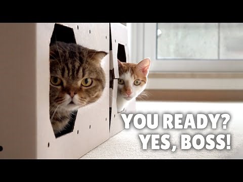 You Ready? | Kittisaurus Villains