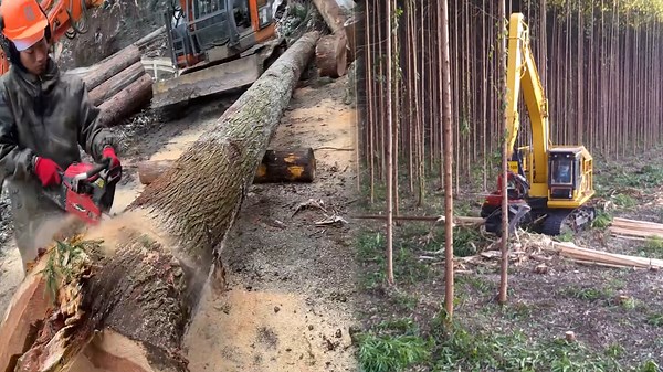 Ultra-Fast Logging Machines Ripping Massive Timber