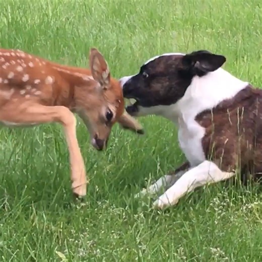 760K views · 10K reactions | Baby deer and dog don't seem to like each other藍 | MetDaan Fashion | Facebook