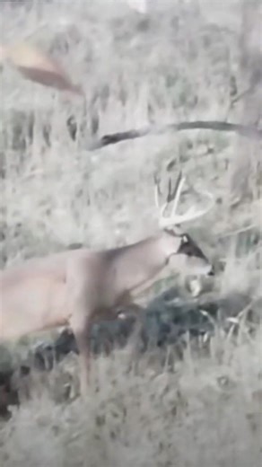 He Would of Felt Better With A Miss!