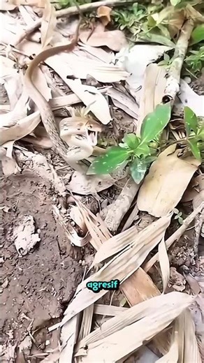 Thought to be Venomous & Ferocious… Turns Out This Snake Is Just Scared! 😳🐍