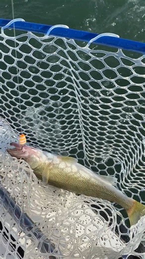 9.7K views · 95 reactions | Lake Erie always delivers when it comes to walleye!  Sir Walleye Charters  Oak Harbor, OH #walleye #lakeerie #ohio #greatlakes #fishingbooker | FishingBooker | Facebook