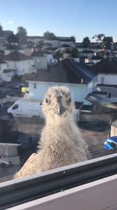 200K views · 2K reactions | Who needs an alarm clock  | Spotted Torquay | Facebook
