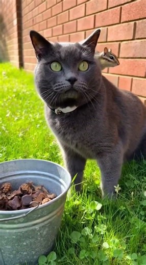 Chipmunk Climbs On Cat’s Back… Cat Has No Idea 😭 #shorts