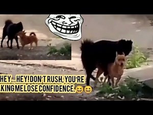 The dog's behavior while trying to charm its mate is truly fascinating and hilarious.