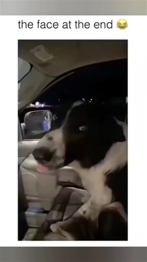 Funniest and cutest dogs compilation 🐶😂 #dogsoftiktok #funnydogs #dogslover #usatiktok🇱🇷 #funny