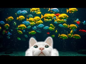 Videos For Cats - Moving Fish for Cats 3 Hour Cat TV, The Ultimate Relaxation & Fun 🎣