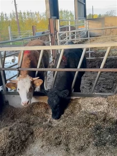 Melton Mowbray Market on Reels