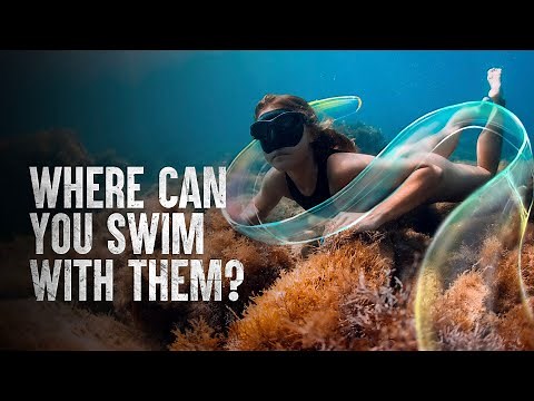 Venus Girdles: Comb Jellies With a Rainbow Glow