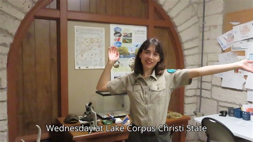 Wildlife Wednesday! The Texas Redheaded Centipede 🪱 Video Transcript: Welcome to Wildlife Wednesday at Lake Corpus Christi State Park! If you live anywhere around Texas or its surrounding states, you've probably seen the Texas Redheaded Centipede. This is a scary looking creature, but it deserves the respect that every living thing in its native range deserves. If you see it around, just leave it be. It is very docile and it does have a painful bite; but it is rare that a human is bitten. They'