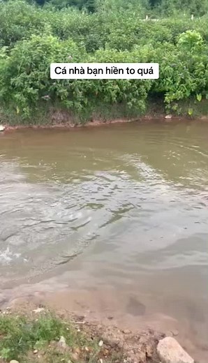 TikTok · Nguyễn Hoàn