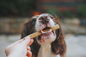 Speaking of Pets: Can your dog eat human food?