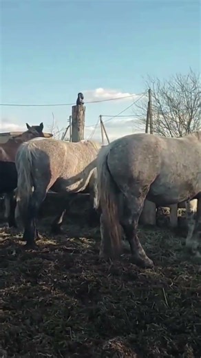 First Time Meeting Between Mare and Stallion | Beautiful Horse Bond 🐴