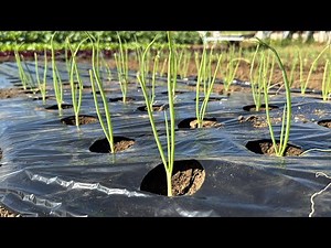 Sweet potato digging season is also the time to plant onions 24/11/8