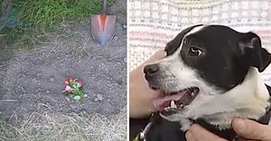 Family buries 'dead' dog hit by car – 14 hours later he's standing outside their front door