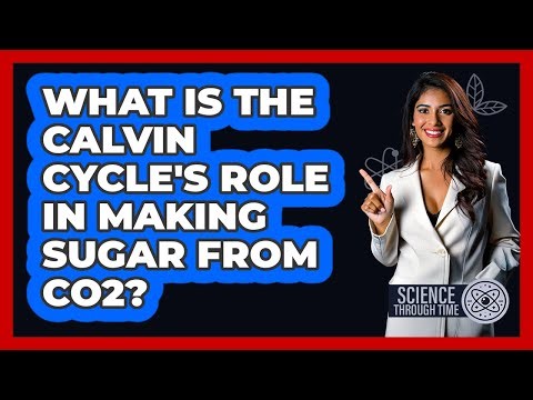 What Is The Calvin Cycle's Role In Making Sugar From CO2? - Science Through Time