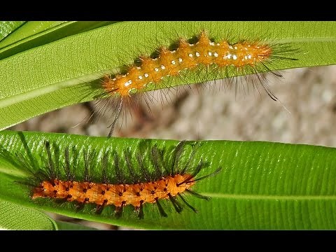 Oleander Caterpillar Damage in Home Landscapes