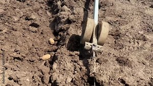 the process of planting potatoes in early spring using a hand plow close-up