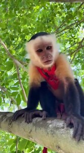 My little monkey climbs a tree and there's no need to come down #iamfromthe7thousand #viral #monk...
