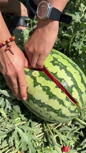 Harvesting red watermelon fruit #watermelon #fruit #agriculture #landscape