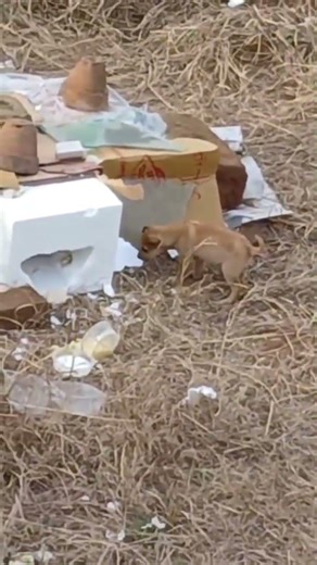Sad News: Rexi's Brother Lost After Cow Milk Incident!🐶