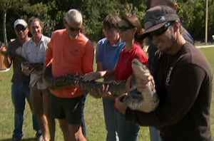Hunting the Burmese python
