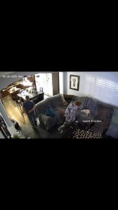 18K views · 1.1K reactions | Miracle and Idalia got into a fight this morning over a bone, I forgot that I’m 59 years old so instead of going around the couch I went over it… threw my back out,… then Donna started crying but we’re all better now. Just another day at The Loop Casa. No more bones left unattended. … P.S. It’s okay to laugh  | David Loop | Facebook