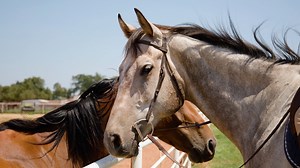 🐴🐶 From the track to their next chapter, Horse and Hound Rescue Foundation is there every step of the way. Located in Guthrie, OK, Horse & Hound Rescue Foundation—a proud Remington Park Charity—provides a safe, loving home for retired Thoroughbreds as they transition into second careers, along with senior pups who get to live out their golden years on 50 beautiful acres. Through programs like Ring the Bell, every donation goes directly toward Thoroughbred aftercare. You can also support Horse 